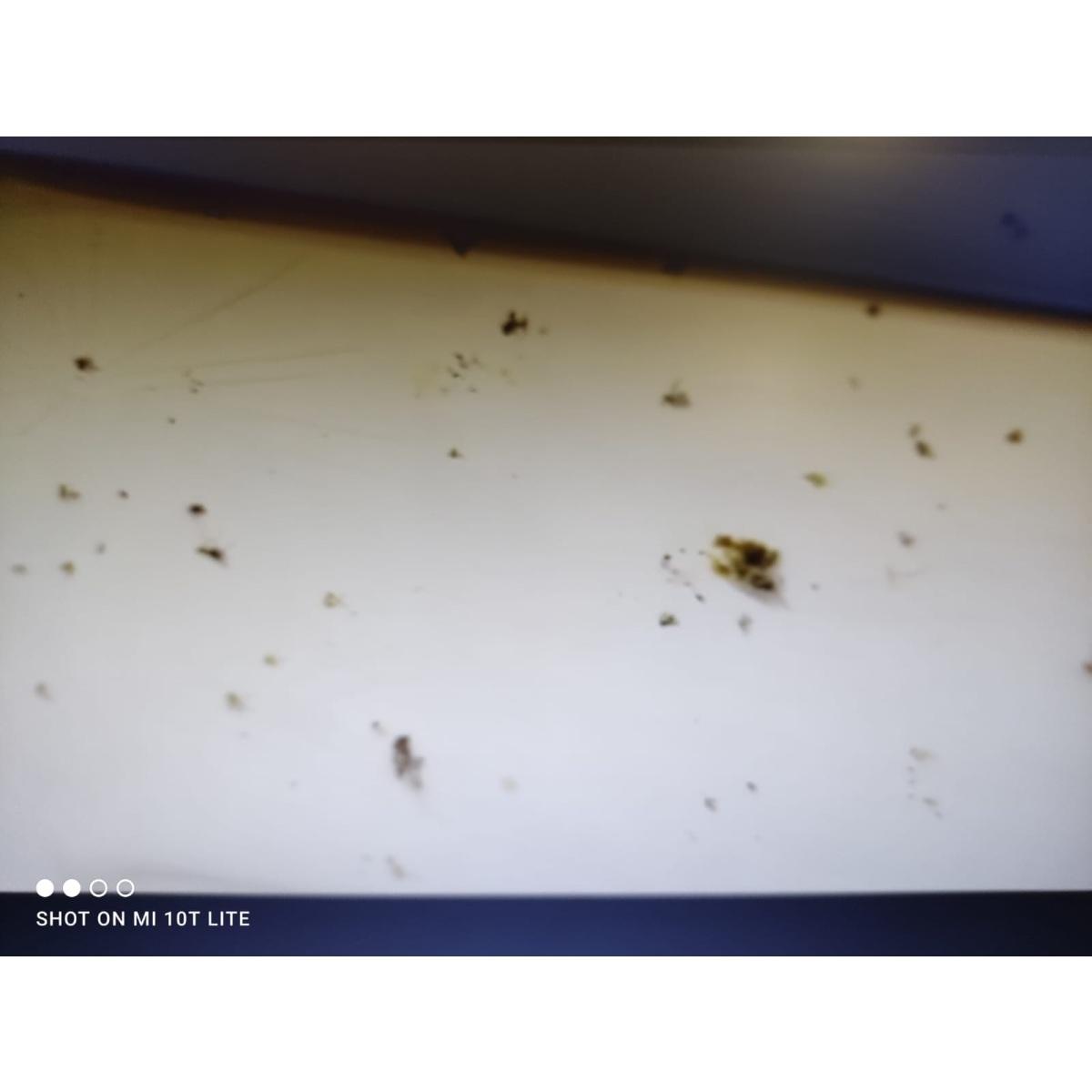 Mafra Rimuovi moscerini e insetti.per la tua auto o moto